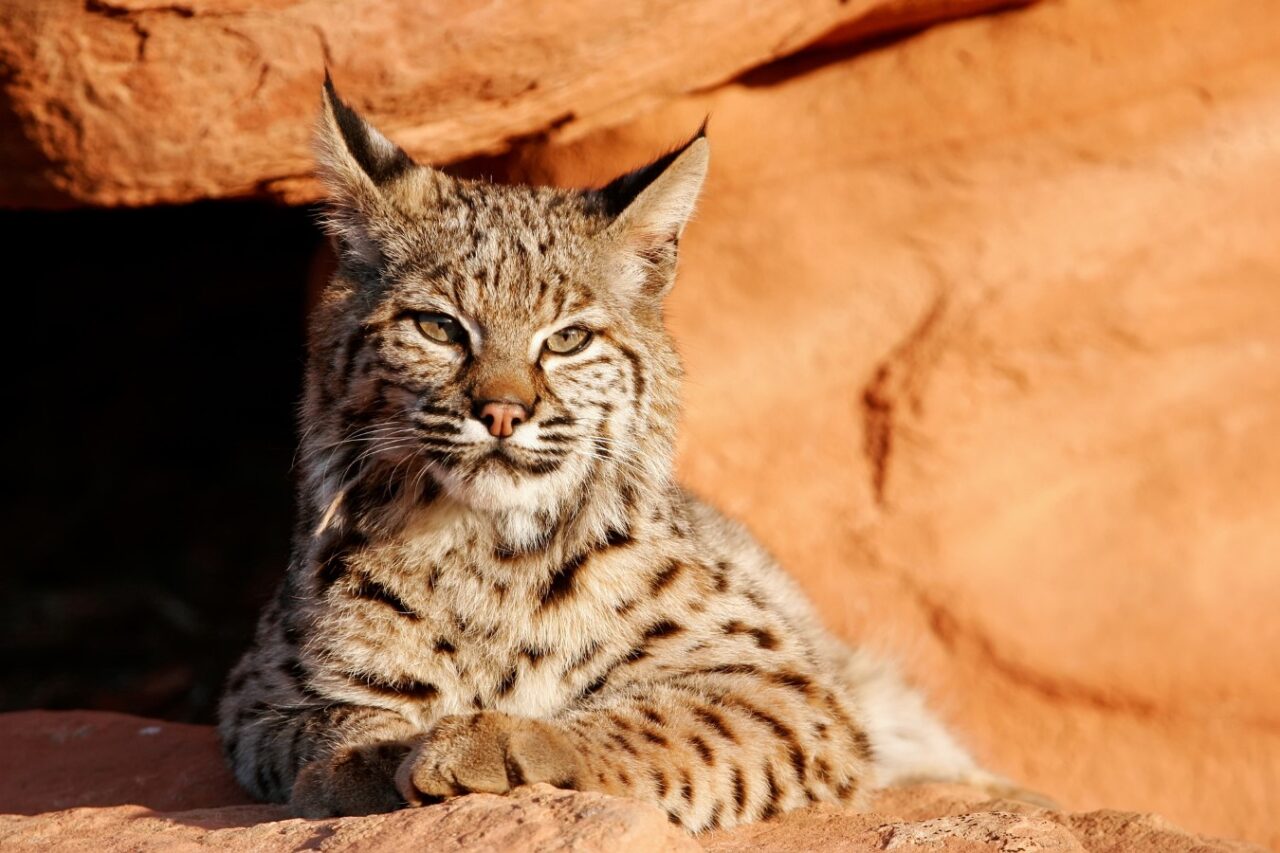 Bobcat (Lynx rufus) lying on red rocks