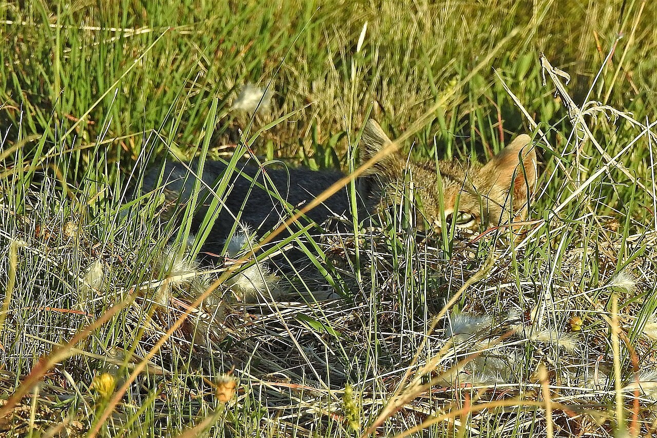 Leopardus pajeros in field.