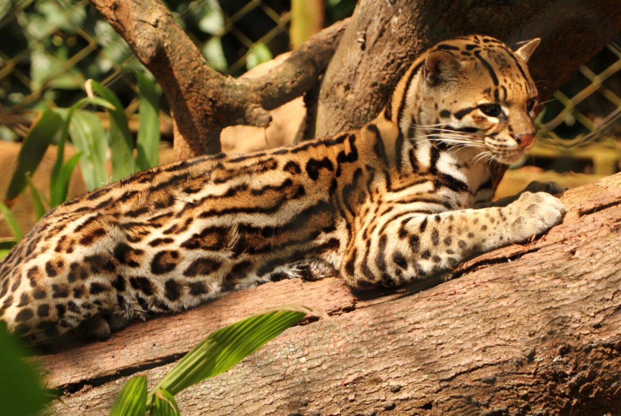 Ocelot lying in tree.