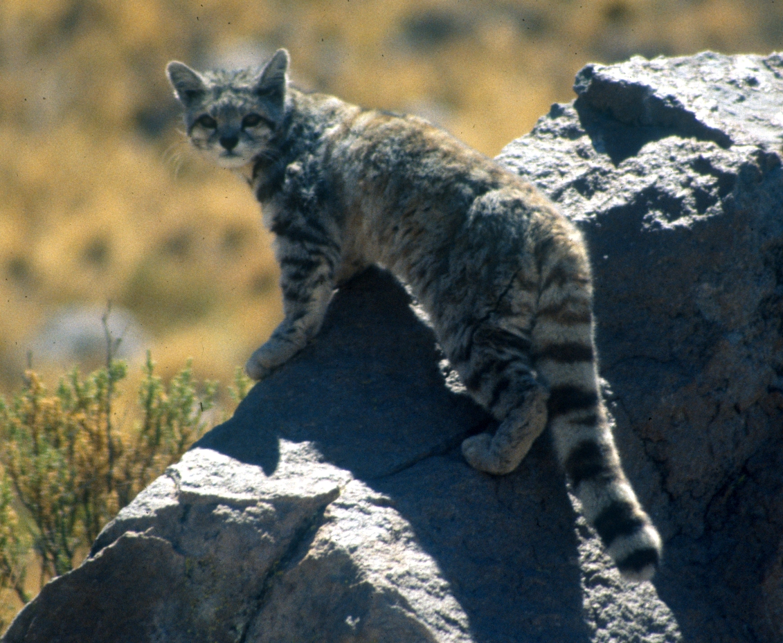 Andean Cat (Leopardus jacobita) in field.