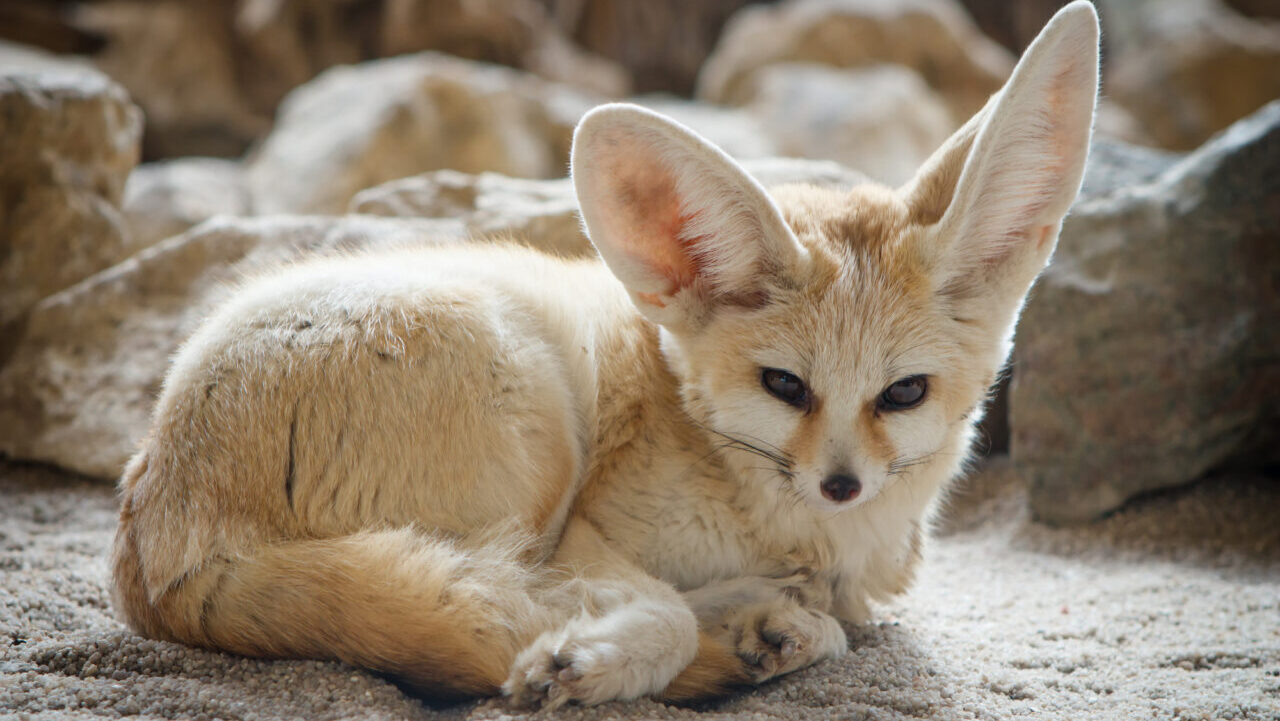 Close-up of a Fennec fox which has very big ears.