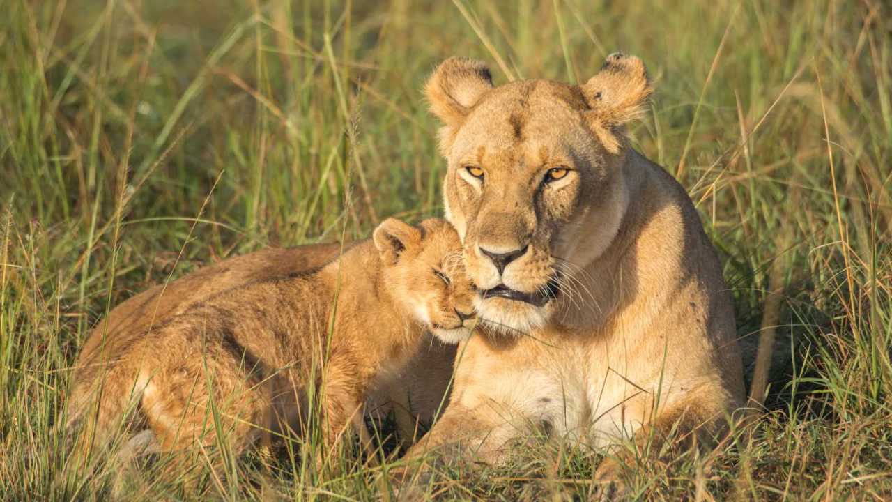 Adorable lion cub nuzzles mother lioness.