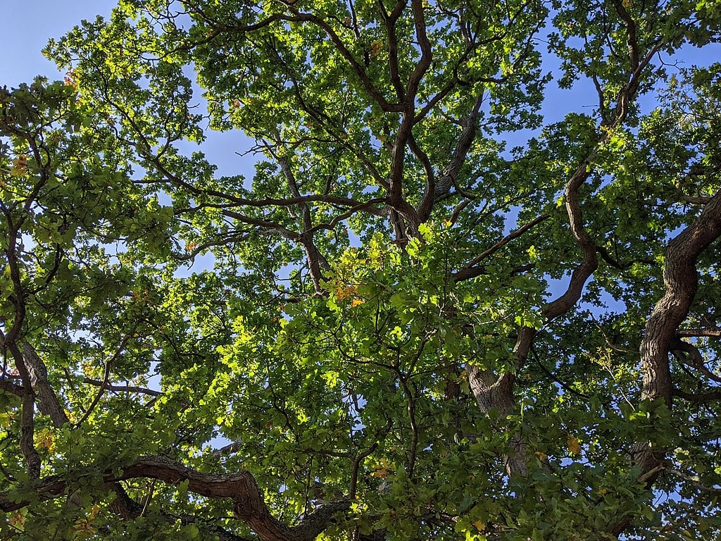 Oak branches against the sky