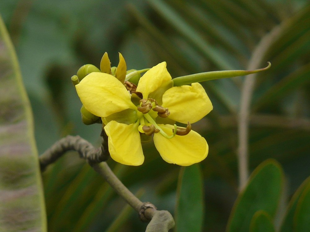 Cassia Tree flower