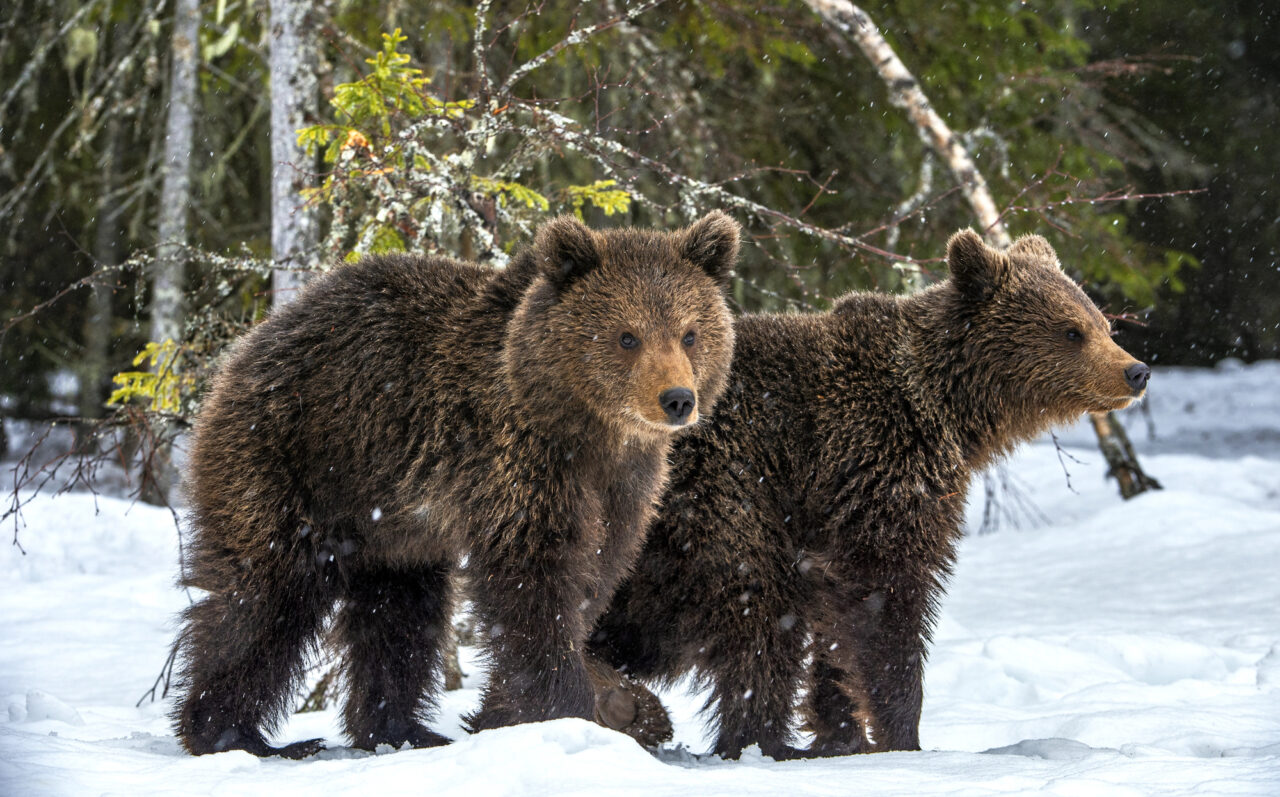 Brown Bear cubs in the snow in winter forest.