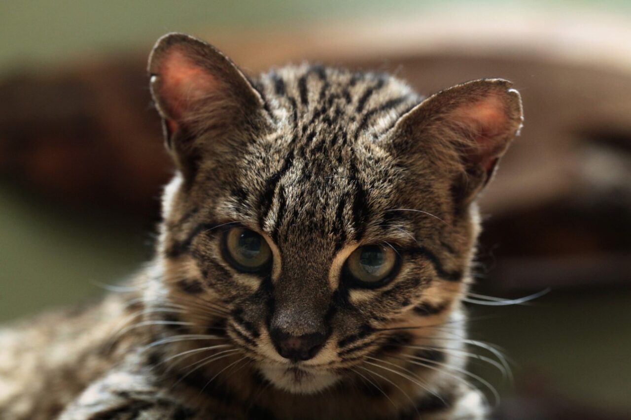 Get a Dose of Cuteness With 14 Stunning Cats Native to the Americas